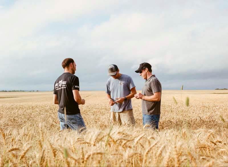 Brewers walking a wheat field on an Ollie customer visit